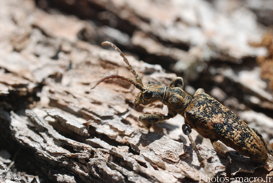 Rhagium sycophanta